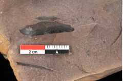 Foto (Detailsansicht) von Quercus palaeoilex Ettingshausen (NHMW-GEO-2024-0188-0779)
